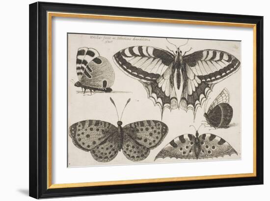 Five Butterflies-Wenceslaus Hollar-Framed Giclee Print