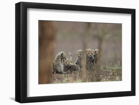 Five cheetah (Acinonyx jubatus) cubs, Kruger National Park, South Africa, Africa-James Hager-Framed Photographic Print