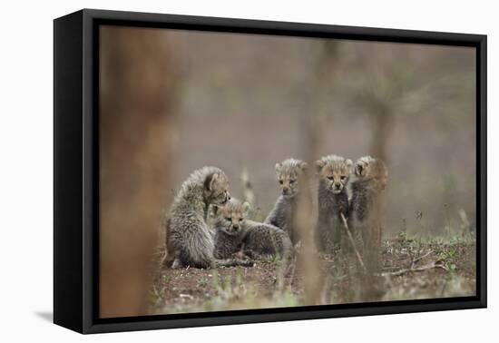 Five cheetah (Acinonyx jubatus) cubs, Kruger National Park, South Africa, Africa-James Hager-Framed Premier Image Canvas