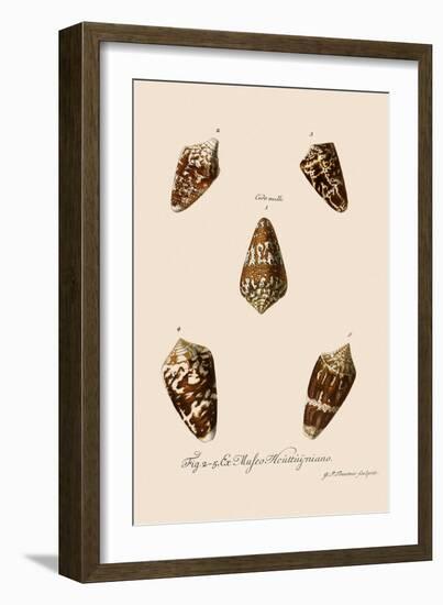 Five Cone Shells-Gustav Philipp Trautner-Framed Giclee Print