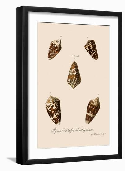 Five Cone Shells-Gustav Philipp Trautner-Framed Giclee Print