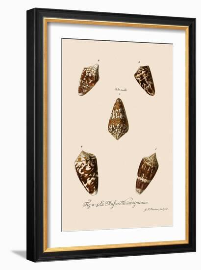 Five Cone Shells-Gustav Philipp Trautner-Framed Giclee Print