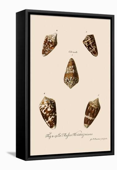 Five Cone Shells-Gustav Philipp Trautner-Framed Premier Image Canvas