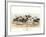 Five Costumed Monkeys on Horseback-null-Framed Giclee Print