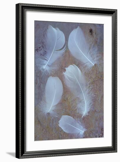 Five Curved White Swan Feathers Lying On Pink And Orange Rough Slate-Den Reader-Framed Photographic Print