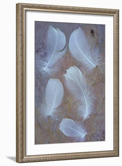 Five Curved White Swan Feathers Lying On Pink And Orange Rough Slate-Den Reader-Framed Photographic Print