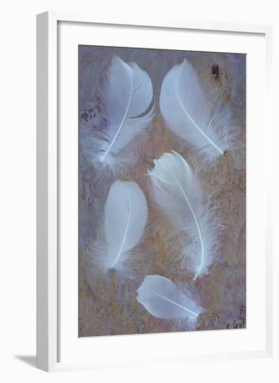 Five Curved White Swan Feathers Lying On Pink And Orange Rough Slate-Den Reader-Framed Photographic Print