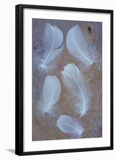 Five Curved White Swan Feathers Lying On Pink And Orange Rough Slate-Den Reader-Framed Photographic Print