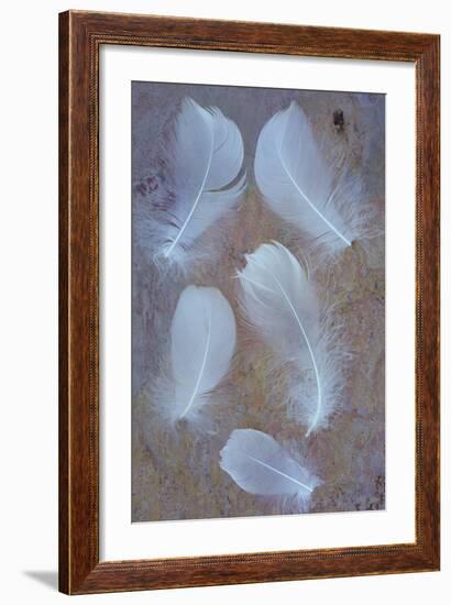 Five Curved White Swan Feathers Lying On Pink And Orange Rough Slate-Den Reader-Framed Photographic Print