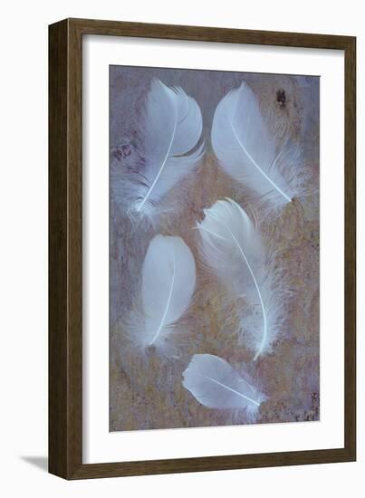 Five Curved White Swan Feathers Lying On Pink And Orange Rough Slate-Den Reader-Framed Photographic Print