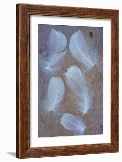 Five Curved White Swan Feathers Lying On Pink And Orange Rough Slate-Den Reader-Framed Photographic Print