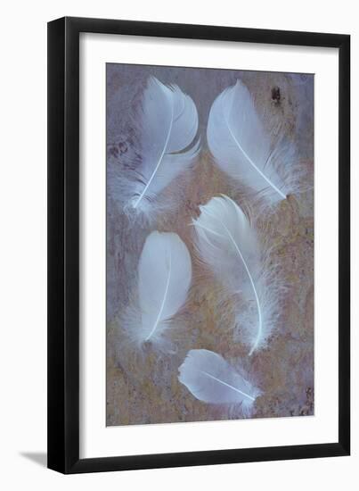 Five Curved White Swan Feathers Lying On Pink And Orange Rough Slate-Den Reader-Framed Photographic Print