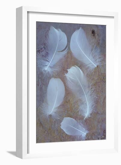 Five Curved White Swan Feathers Lying On Pink And Orange Rough Slate-Den Reader-Framed Photographic Print