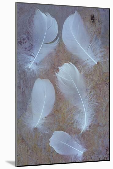 Five Curved White Swan Feathers Lying On Pink And Orange Rough Slate-Den Reader-Mounted Photographic Print