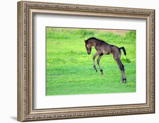 Five Day Old Purebred Andalusian Foal (Equus Caballus) Playing in a Field, Alsace, France, May-Eric Baccega-Framed Photographic Print