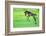 Five Day Old Purebred Andalusian Foal (Equus Caballus) Playing in a Field, Alsace, France, May-Eric Baccega-Framed Photographic Print