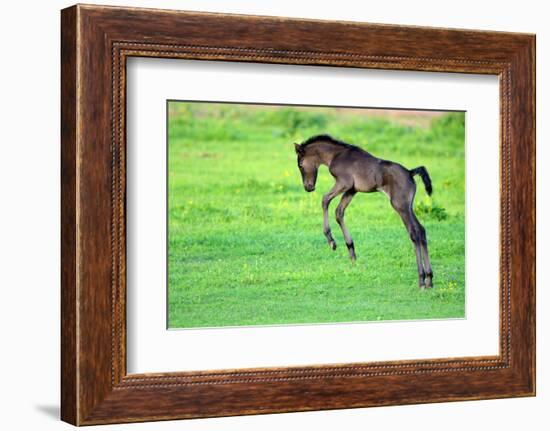 Five Day Old Purebred Andalusian Foal (Equus Caballus) Playing in a Field, Alsace, France, May-Eric Baccega-Framed Photographic Print