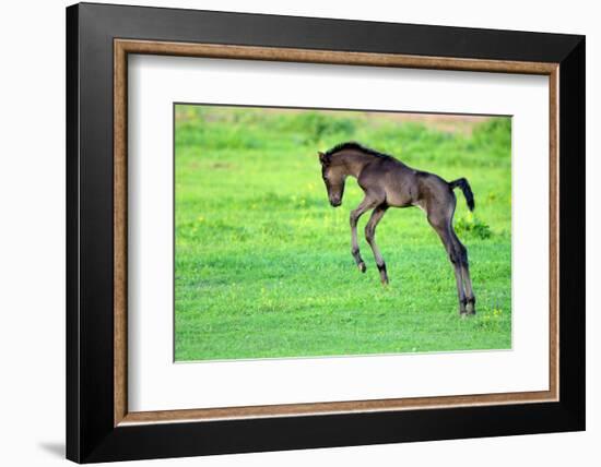 Five Day Old Purebred Andalusian Foal (Equus Caballus) Playing in a Field, Alsace, France, May-Eric Baccega-Framed Photographic Print