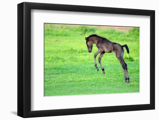 Five Day Old Purebred Andalusian Foal (Equus Caballus) Playing in a Field, Alsace, France, May-Eric Baccega-Framed Photographic Print