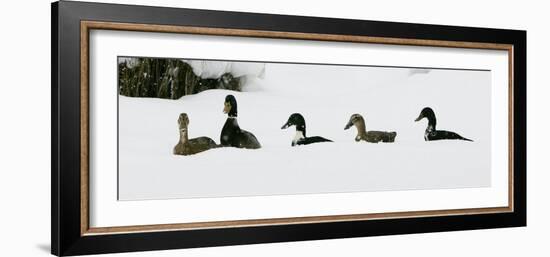 Five Ducks Make Their Way Through the Snow-null-Framed Premium Photographic Print