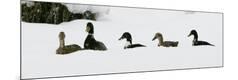 Photographic Print