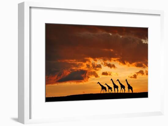 Five Giraffes-Muriel Vekemans-Framed Art Print