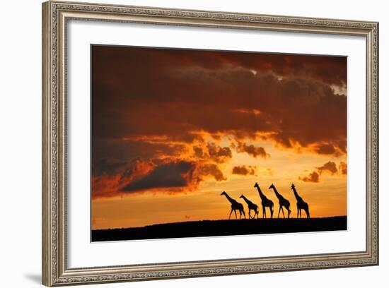Five Giraffes-Muriel Vekemans-Framed Photographic Print