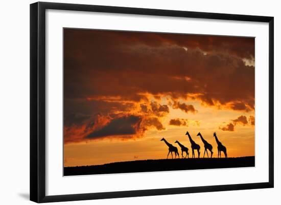 Five Giraffes-Muriel Vekemans-Framed Photographic Print