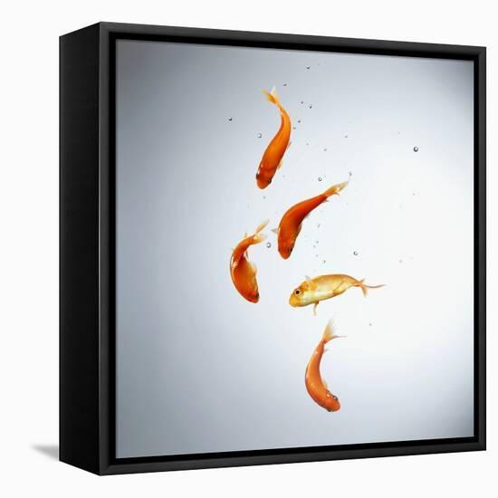 Five goldfish swimming with bubbles-null-Framed Premier Image Canvas