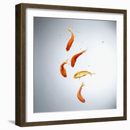 Five goldfish swimming with bubbles-null-Framed Photographic Print