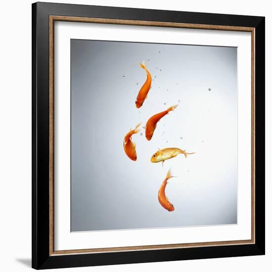 Five goldfish swimming with bubbles-null-Framed Photographic Print