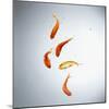 Five goldfish swimming with bubbles-null-Mounted Photographic Print