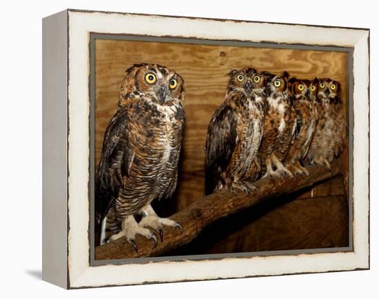 Five Great Horned Owls-null-Framed Premier Image Canvas