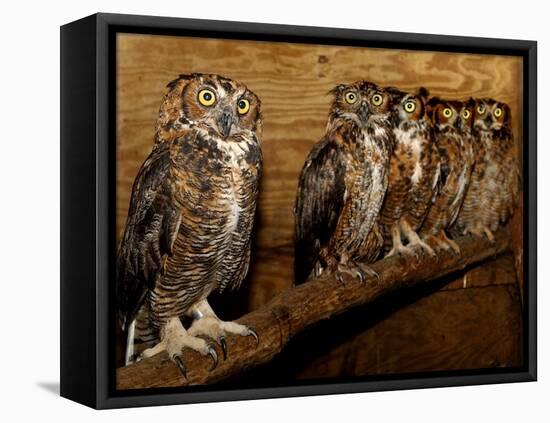 Five Great Horned Owls-null-Framed Premier Image Canvas