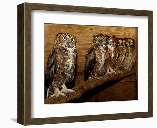 Five Great Horned Owls-null-Framed Photographic Print