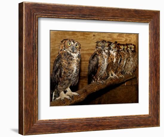 Five Great Horned Owls-null-Framed Photographic Print