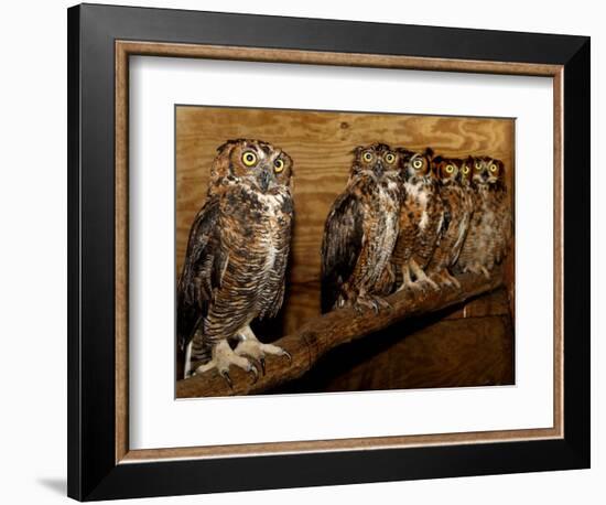 Five Great Horned Owls-null-Framed Photographic Print