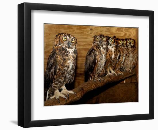 Five Great Horned Owls-null-Framed Photographic Print