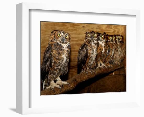 Five Great Horned Owls-null-Framed Photographic Print