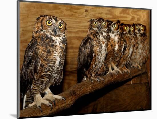 Five Great Horned Owls-null-Mounted Photographic Print