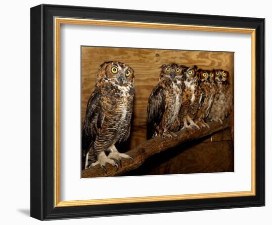 Five Great Horned Owls-null-Framed Photographic Print