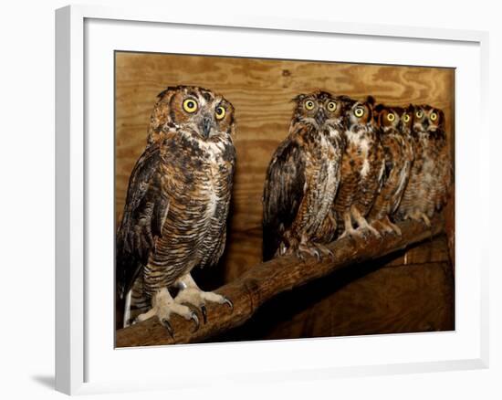 Five Great Horned Owls-null-Framed Photographic Print