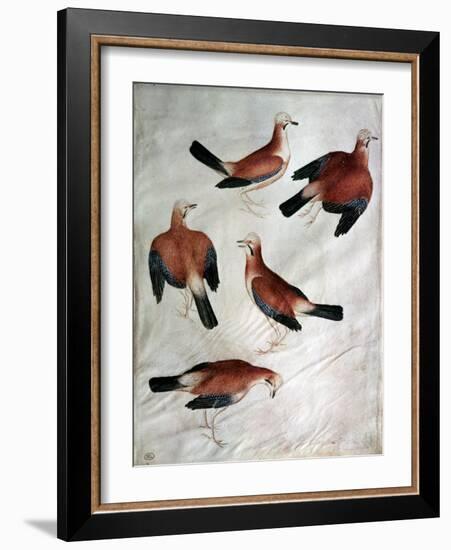 Five Jays-Antonio Pisani Pisanello-Framed Giclee Print