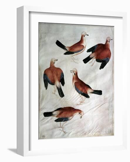 Five Jays-Antonio Pisani Pisanello-Framed Giclee Print