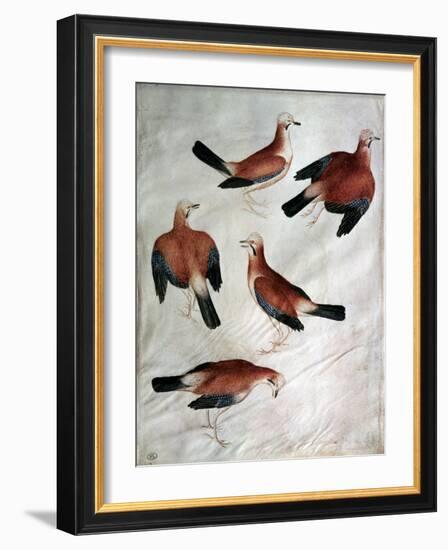 Five Jays-Antonio Pisani Pisanello-Framed Giclee Print