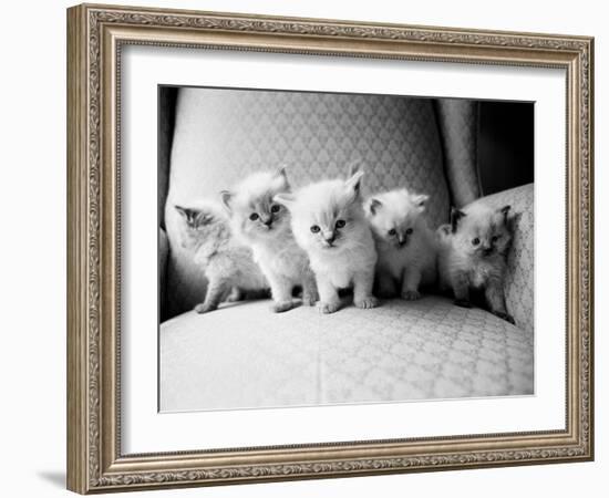 Five Kittens-Kim Levin-Framed Photographic Print