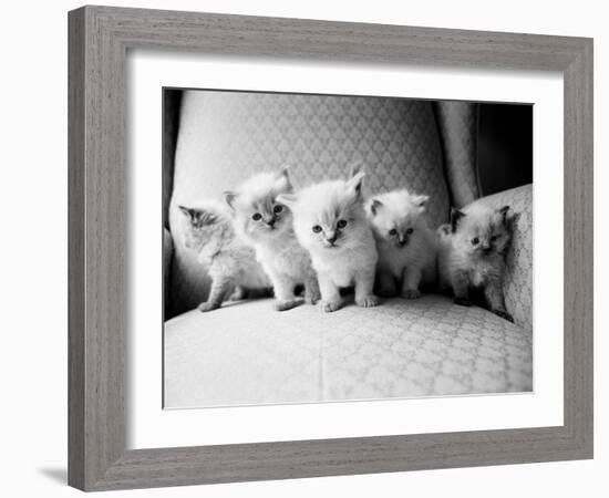 Five Kittens-Kim Levin-Framed Photographic Print