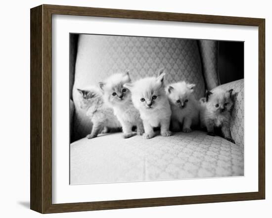Five Kittens-Kim Levin-Framed Photographic Print