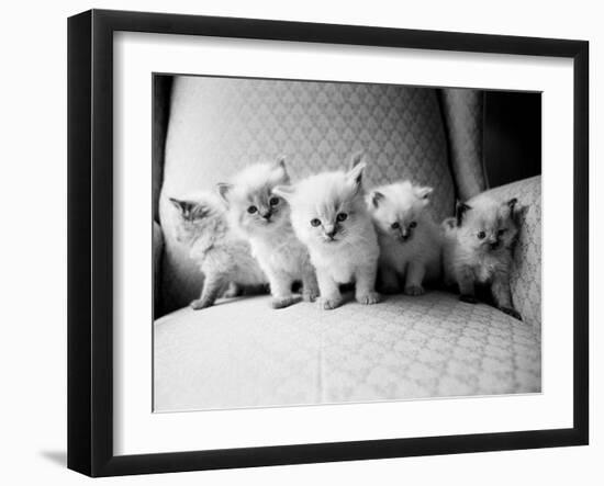 Five Kittens-Kim Levin-Framed Photographic Print