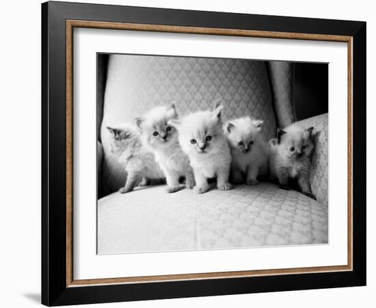 Five Kittens-Kim Levin-Framed Photographic Print